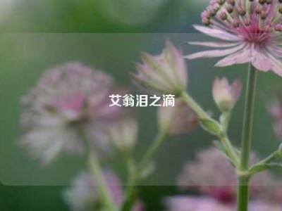 艾翁泪之滴