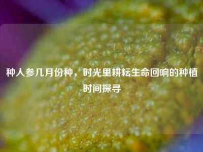 种人参几月份种，时光里耕耘生命回响的种植时间探寻