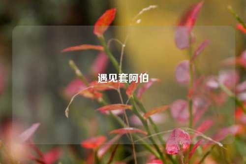 遇见套阿伯